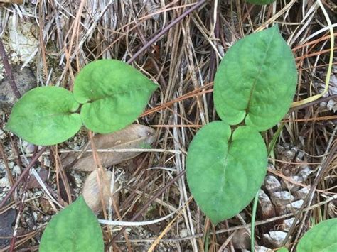 Edge of trail neighboring plants: Slaying the troublesome skunk vine is tricky