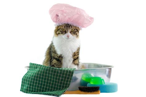 Tips For How To Bathe Your Cat Or Kitten