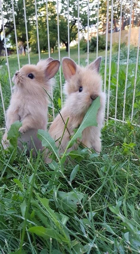 Pet Rabbits For Sale Sydney Venessa Grover