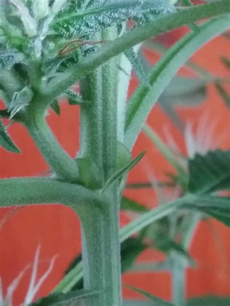 Hermaphrodite Cannabis Plant Genetics And Disease Percys Grow Room