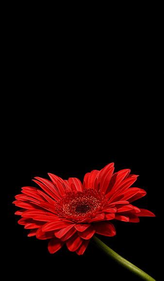 Hd Wallpapers Flowers Black Background