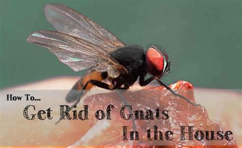 26 Easy Ways To Get Rid Of Gnats In The House