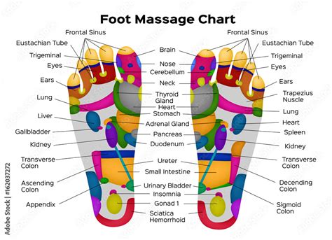 Massage Therapist Knowledge Foot Reflexology Chart The