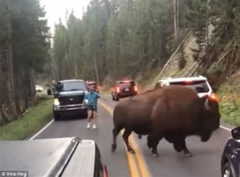 Man Caught On Camera Taunting A Bison At Yellowstone National Park