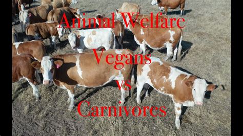 Animal welfare Vegan vs Carnivore who kills more animals? - YouTube