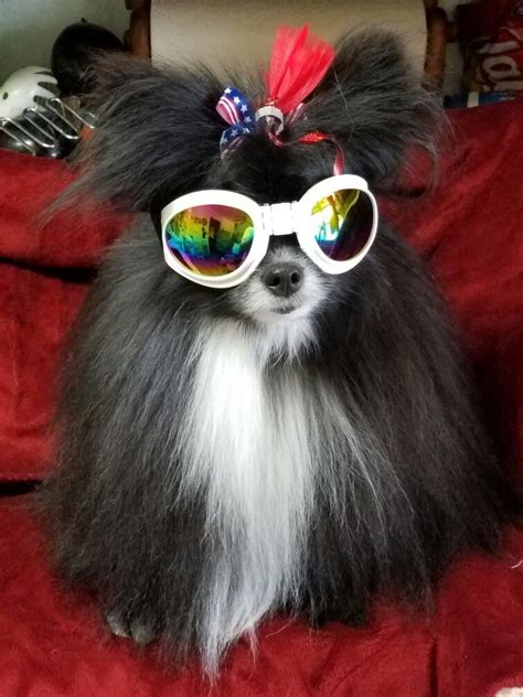 Sweet smelling flowers are in my heart. Flower my Pomeranian | Heart sunglass, Pom pom, Cute