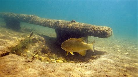Condition tends to deteriorate the longer the fish remain in fresh water, and they then deteriorate further after they spawn, when they are known as kelts. Spawning Benches for Bass