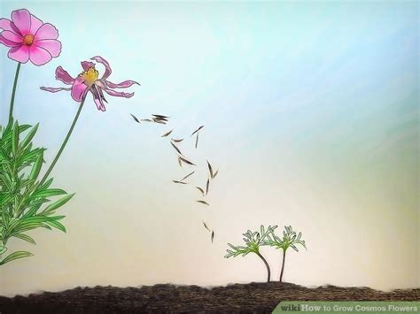 3 Ways To Grow Cosmos Flowers Wikihow Life