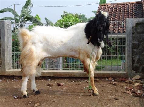 Kambing jenis ini mempunyai badan yang kecil dan pendek serta tanduk yang melentur ke atas dan ke belakang. Jenis - Jenis Kambing Etawa Yang Dapat ditemukan Di Indonesia