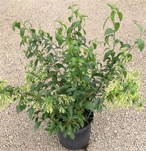 Royal jasmine has the largest flowers of all jasmines. Cestrum nocturnum, Night Blooming Jasmine