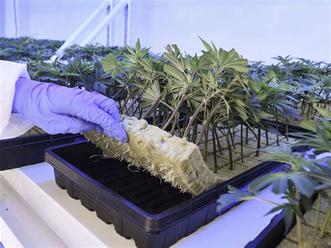 Located near the intersection of fenton st and analytical cookies are used to understand how visitors interact with the website. Medical marijuana has arrived in Maryland, and sales have ...