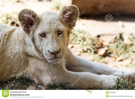 White Lion Baby Stock Image Image Of Adorable Head 21525451