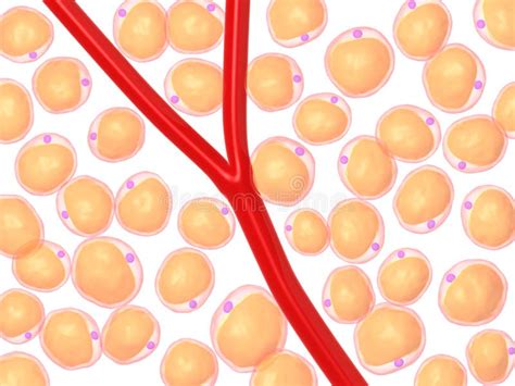 Fat Cell Stock Illustration Illustration Of Adipocyte 9165974