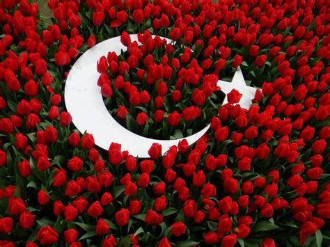 Tulips And The Turkish Flag Turkey Turkish Flag Beautiful Flowers