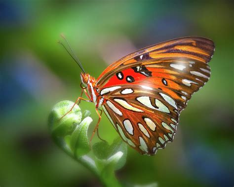 Glowing Butterfly Photograph By Mark Andrew Thomas Pixels