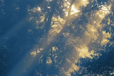 Sunlight Shining Through Trees On An Early Misty Morning Stock Image