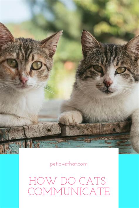 :) between 14 and 28 bones are in the cat's tail. Like every other living organisms, Cats have their own way ...