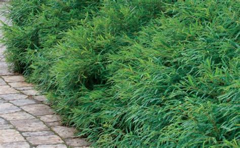 Most ground cover plant species grow less than 1 ft. Shade ground cover zone 5, NISHIOHMIYA-GOLF.COM
