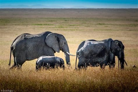 3 Days Serengeti And Ngorongoro Crater Safari Tanzania Wildlife Safaris