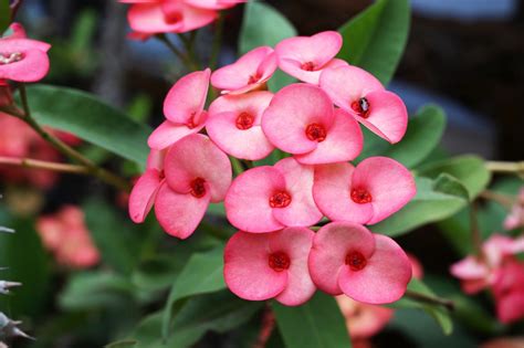 Care should be exercised when handling the plant. Caring For Outdoor Crown Of Thorns - Growing A Crown Of ...