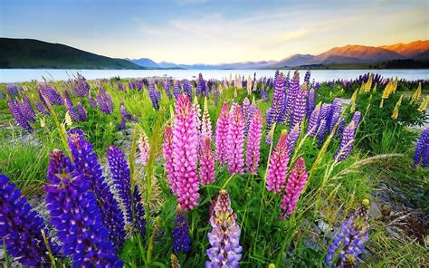 A year in flowers nz. Lupinus Flowers In Various Colors, Desktop Background Hd ...