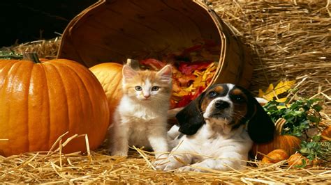 Halloween Dogs And Cats Wallpapers Wallpaper Cave