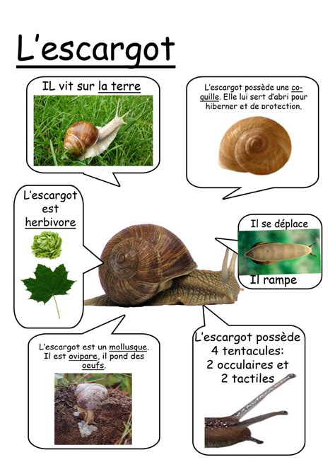Activités thème automne maternelle : livres, imagier, activités