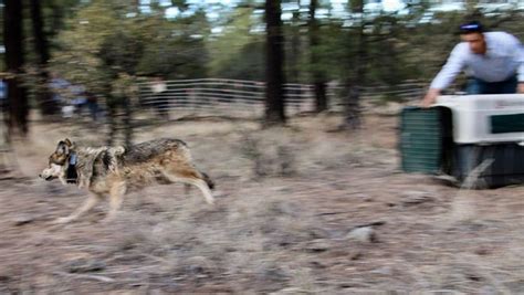 Ranchers Advocates Square Off On Mexican Gray Wolf