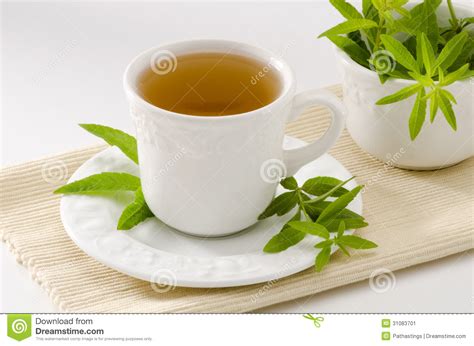 Lemon verbena, aloysia triphylla (formally lippia citriodora), is a native of chile and peru, where it grows ten to fifteen foot tall. Lemon verbena herbal tea stock image. Image of glass ...