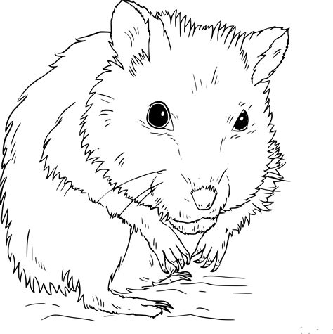 Coloriage Hamster Dans La Nature Gratuit à Imprimer