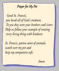 Prayers for lost, sick, injured, missing dogs, cats, birds, horses and any other types of pets or animals. prayer for Augie (heart) | Sick pets, Prayer for sick dog ...