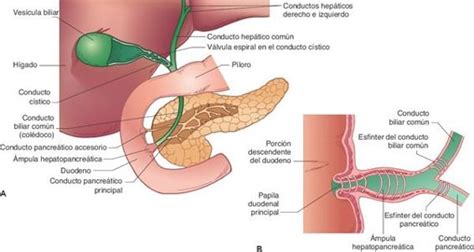 03 Trastornos de la vesícula biliar y del páncreas exocrino Enfermería