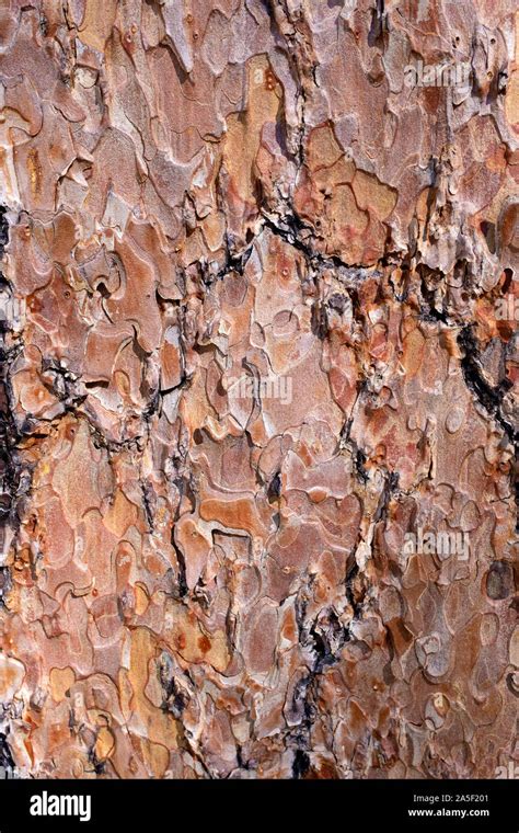 Ponderosa Pine Tree Bark Hi Res Stock Photography And Images Alamy
