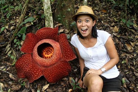 Rafflesia Arnoldii Is A Species Of Flowering Plant In The Parasitic