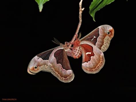 Promethea Moth Eggs