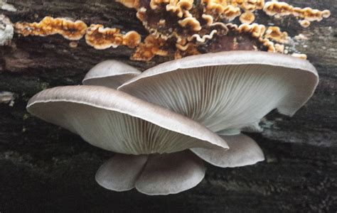 Oyster Mushroom British Local Food Guide To Foraging Wild Edible Plants