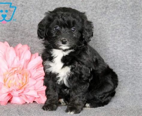 Mini sheepadoodles are very social puppies and love to play. Sheepadoodle - Mini Puppies For Sale | Puppy Adoption ...