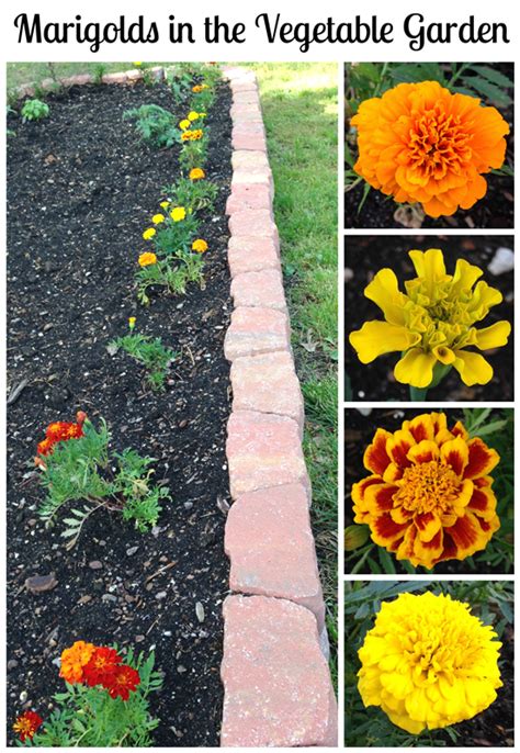 Marigolds In The Vegetable Garden A Six Week Update Live Creatively