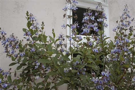 The purpose of these hardiness zones is to identify how well plants will withstand the cold winter temperatures of these zones. clerodendrum ugandense (blue butterfly bush) - sun/ps, 8 ...