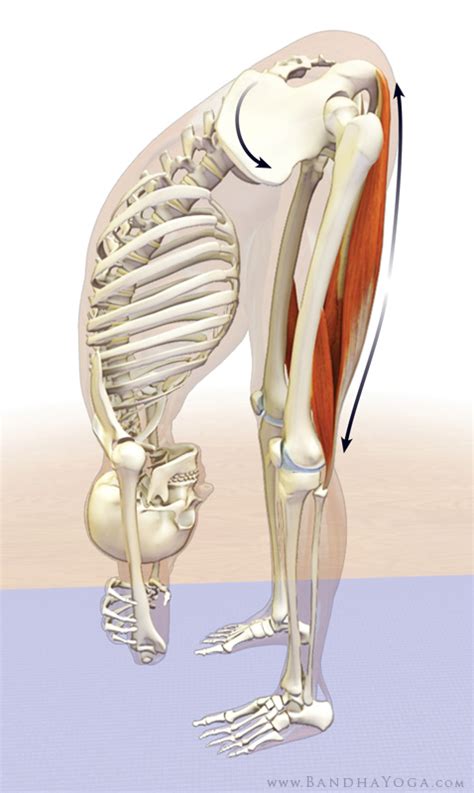 How Tight Hamstrings Can Affect Your Lumbar Spine In Yoga Yogauonline