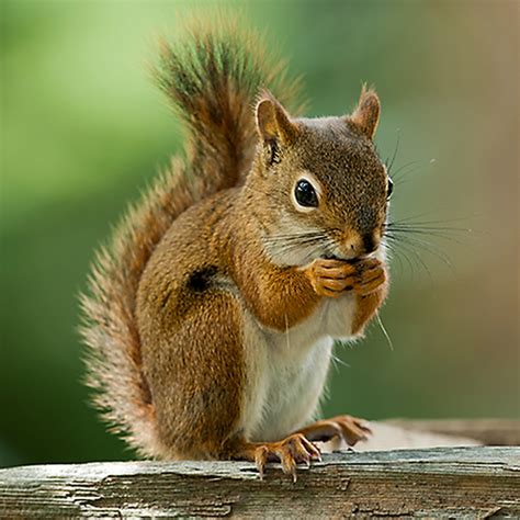 Nutty Squirrel Youtube