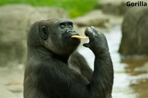 Do Gorillas Eat Banana Peels Answered Animal Quarters