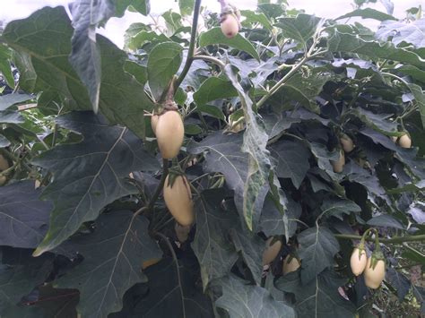 How to plant garden egg in nigeria. Garden Egg | WorldCrops
