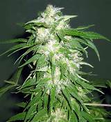 Pictures of Medical Marijuana Strains And Uses
