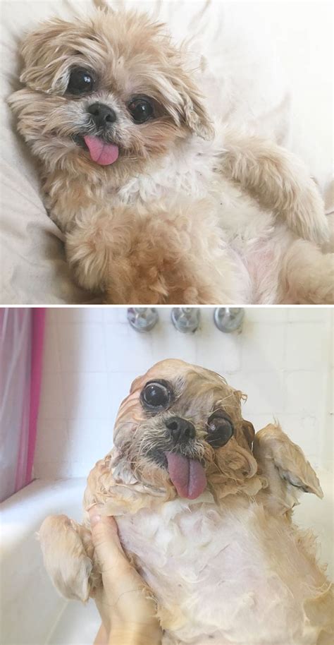 Anjing sering disebut sebagai musuh bebuyutan kucing. Hahaha, 13 Foto Anjing Sebelum dan Setelah Mandi Ini Kocak ...