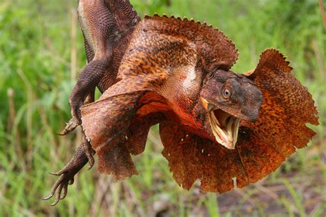 Frilled Neck Lizard Wallpaper And Background Image 1600x1069 Id435720