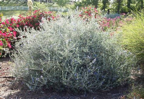 Bright blue flower with a white eye on a sprawling stem. teucrium fruticans - France news collections