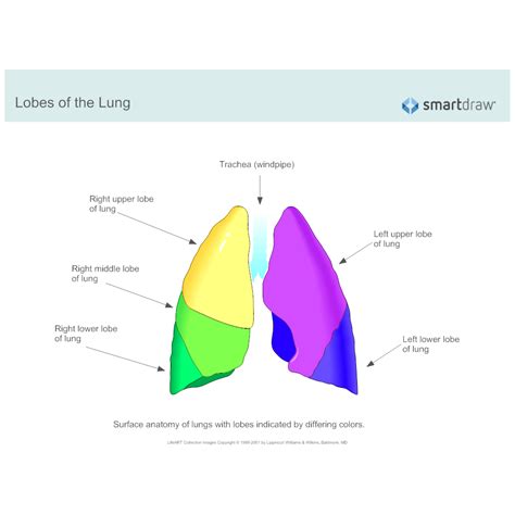 Lobes Of The Lung