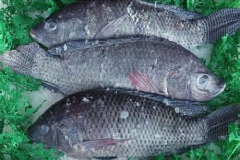 Buy Whole Cleaned Tilapia Fish Online Mercato