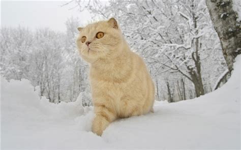 Winterbilder Tiere Als Hintergrundbild - Fotos Siberian ...
